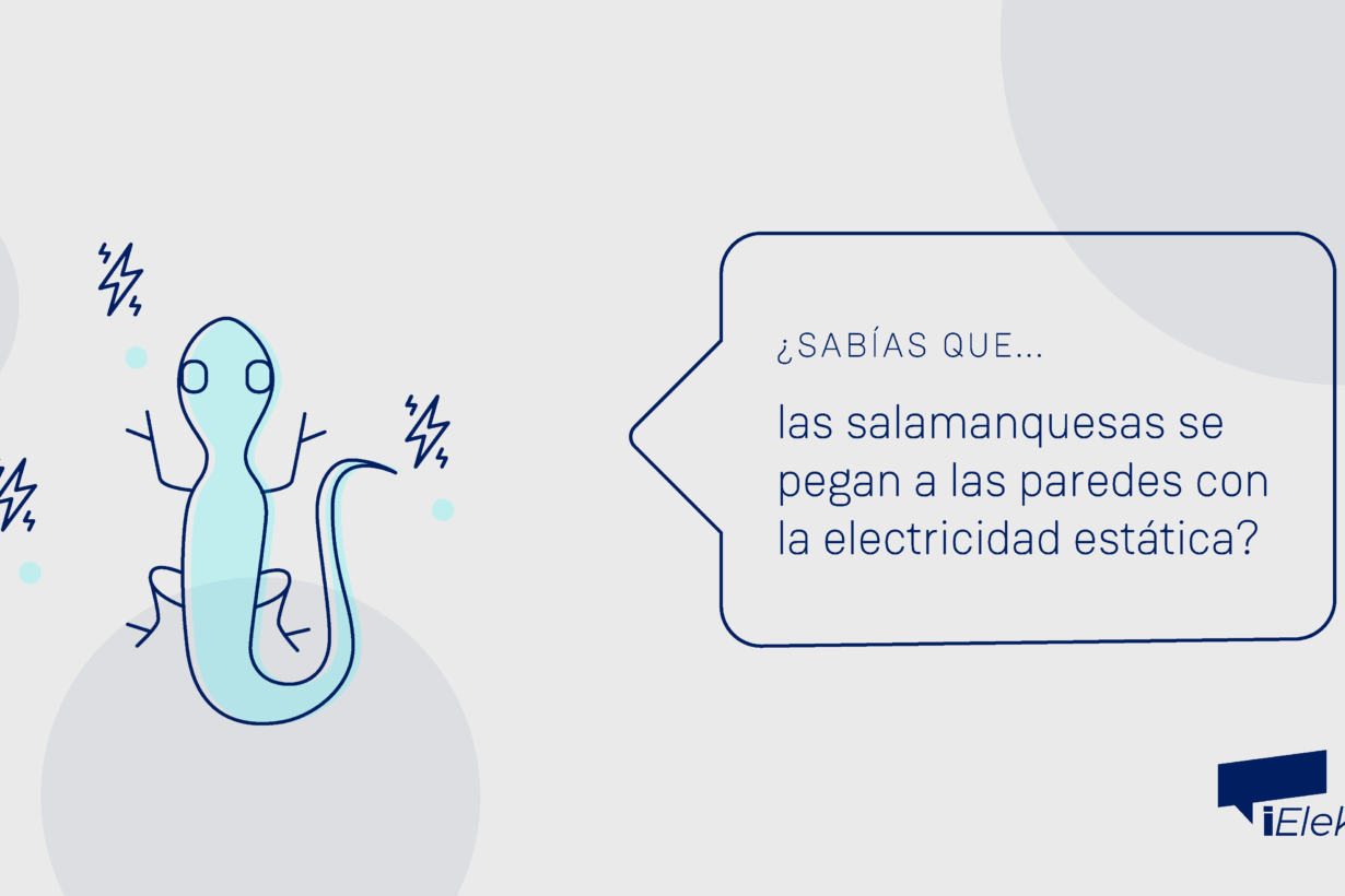 ¿Sabías que las salamanquesas se pegan a la pared usando electricidad estática?