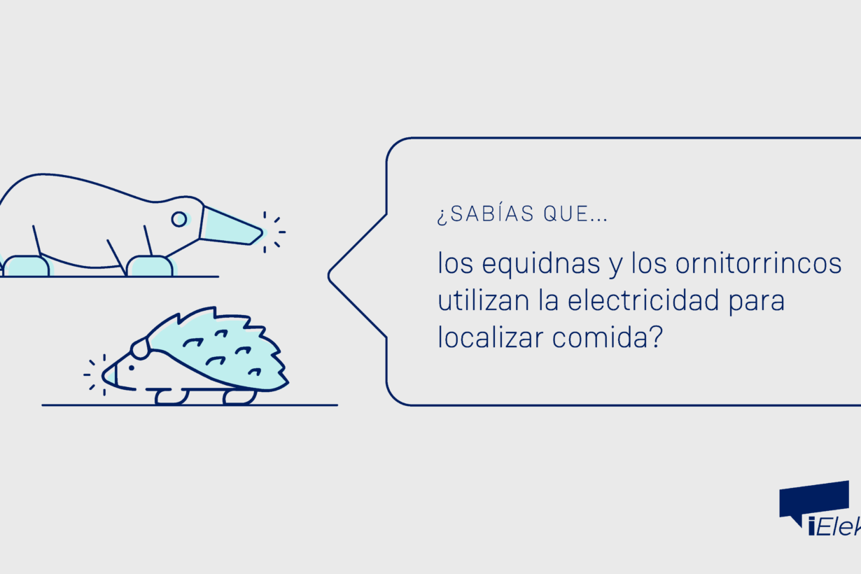 ¿Sabías que los equidnas y los ornitorrincos utilizan la electricidad para localizar comida