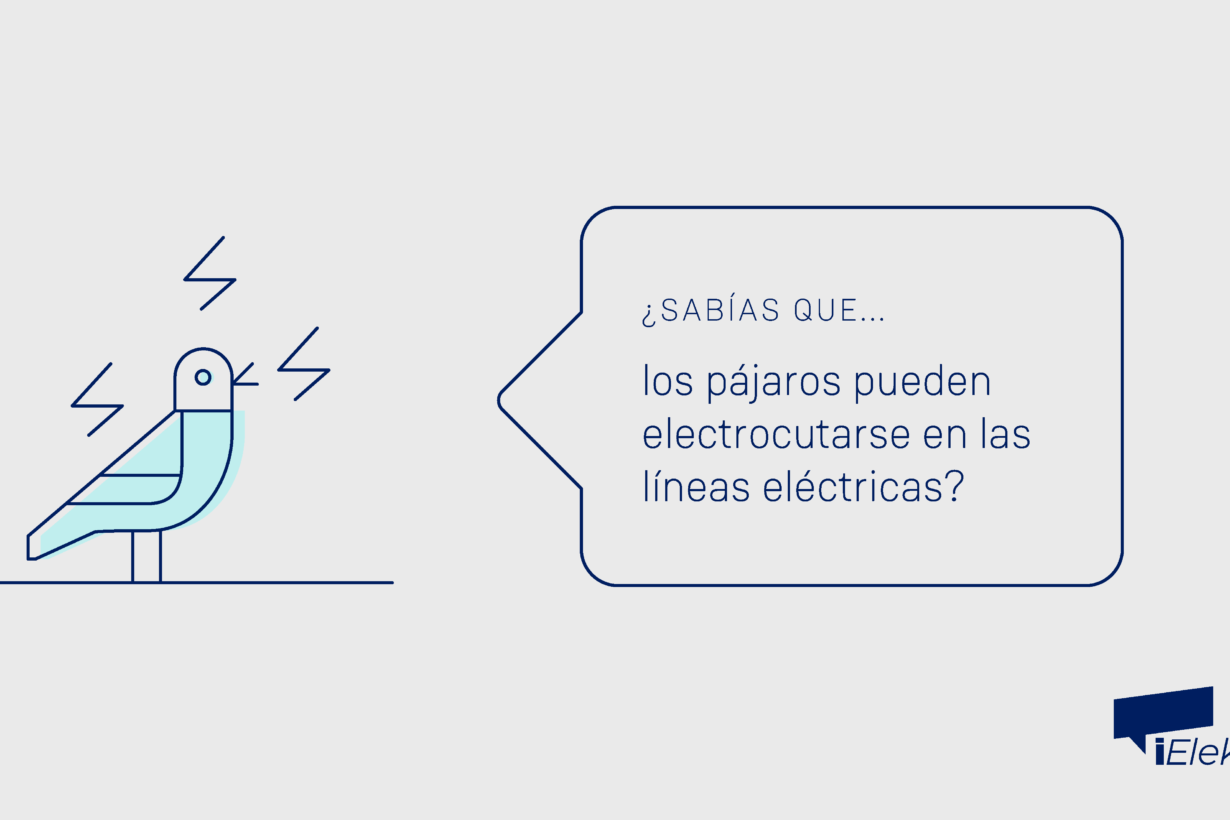 ¿Sabías que los pájaros pueden electrocutarse en las líneas eléctricas?